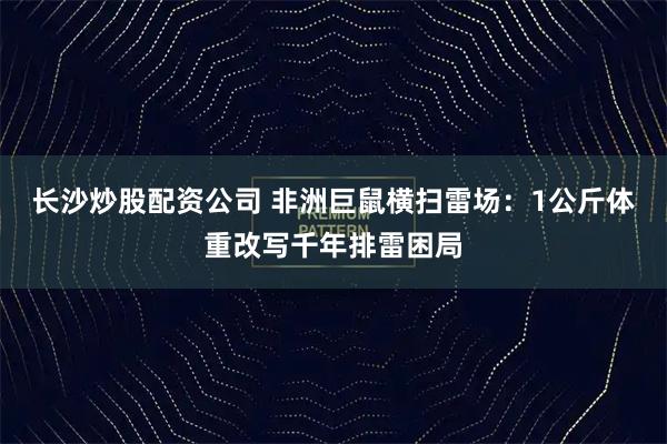 长沙炒股配资公司 非洲巨鼠横扫雷场：1公斤体重改写千年排雷困局